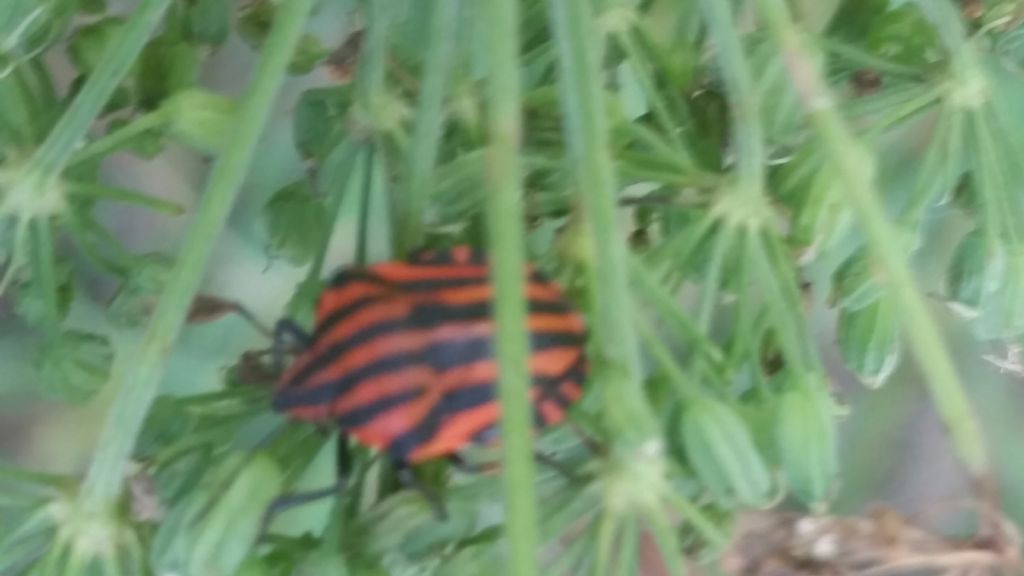 Pentatomidae: Graphosoma italicum